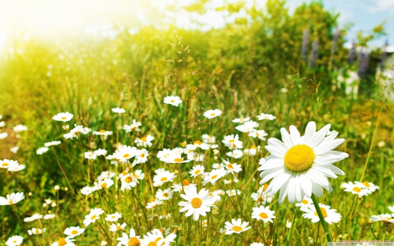 La Primavera nos llena de energía y alegría.